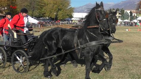 Gara Su Carrozza Sportiva Con Pariglia Di Cavalli Abbinata A Montalto