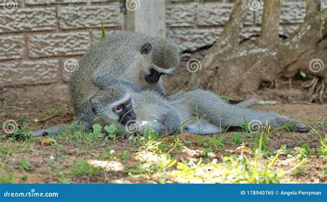 Vervet Monkeys Grooming Each Other Stock Image Image Of Southern