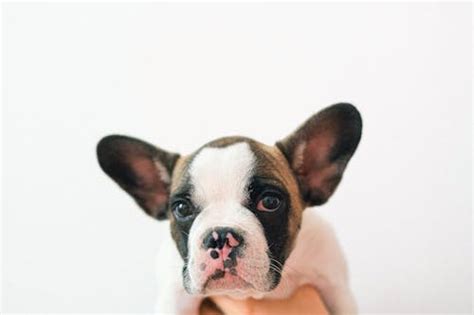 White and Black French Bulldog · Free Stock Photo