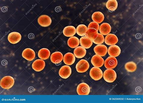 Bacteria Methicillin Resistant Staphylococcus Aureus MRSA Stock