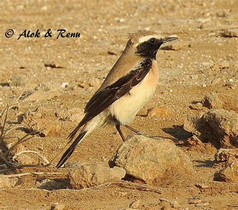 Desert Wheatear - BirdForum Opus | BirdForum