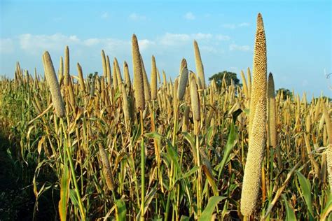 Pearl millet - World Crops Database - Cereals