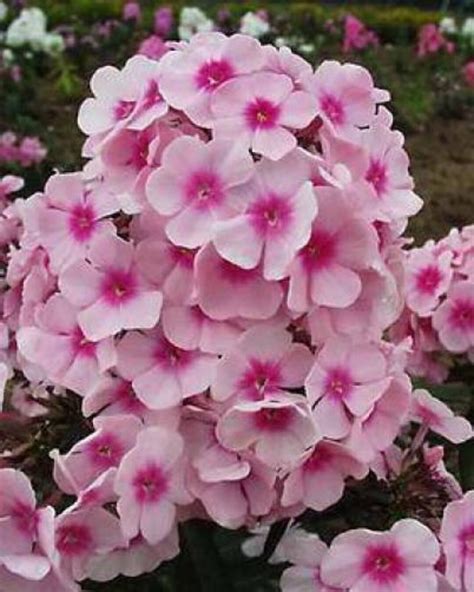 100 PINK DRUMMOND PHLOX Phlox Drummondii Flower Seeds - Etsy