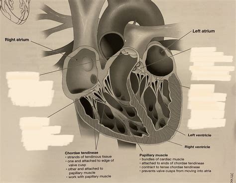 Heart valves Diagram | Quizlet