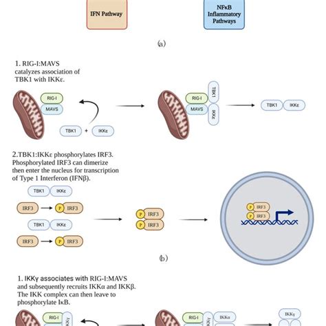 RIG-I-mediated innate immune response to RNA virus infection. (a ... 