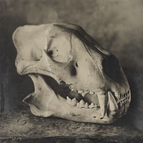 ONLINE EXHIBITION Tintypes By Tif Hunter