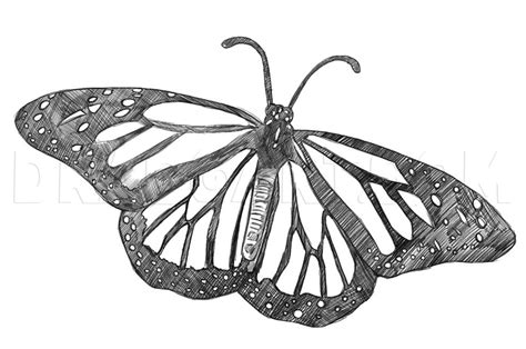 realistic drawings  butterflies