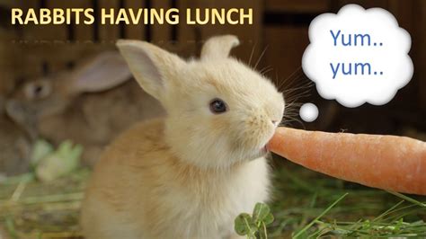 Rabbits Having Lunch Rabbit Story Cute Rabbit Clips Cutest Rabbit