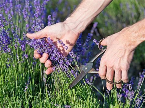 Pruning Lavender Plants | HGTV