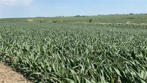 Severe Drought Covers 40 Of Iowa Successful Farming