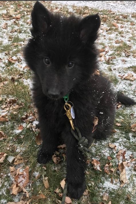 Baby German Shepherd Puppy Black