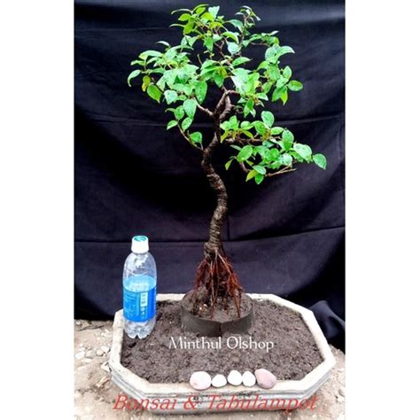 Jual Bonsai Beringin Preh Iprik Bonggol Besar Sesuai Foto Shopee