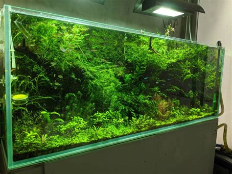 Best Aquarium CO2 Systems Kits For Planted Tanks