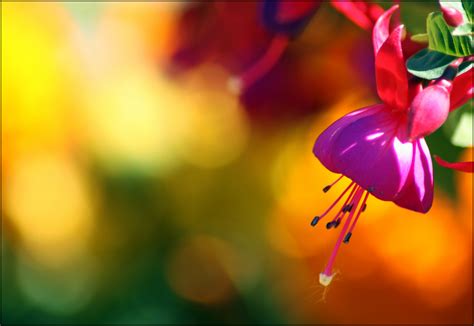 Wallpaper Flower Macro Closeup Flora Bokeh Fuchsia X