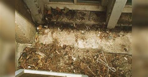 Were These JonBenét Ramsey Crime Scene Pics Staged? - xsnp38u