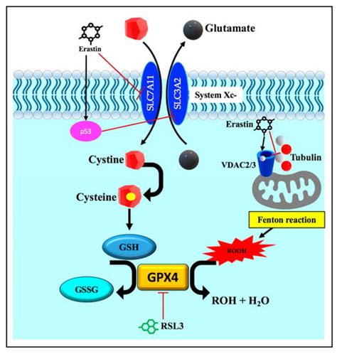 Pathophysiology Free Full Text The Emerging Role Of Heat Shock Factor 1 Hsf1 And Heat