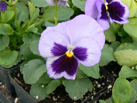 Viola Sorbet Ocean Breeze Mix Viola From Plantworks Nursery