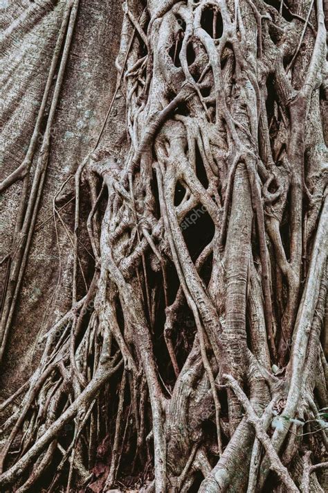 Higuera Enredada Y Troncos De Rboles En Selva Tropical Parque Nacional