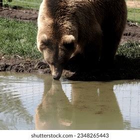 Mature Poilue M Re Fils Royalty Free Images Stock Photos Pictures Shutterstock