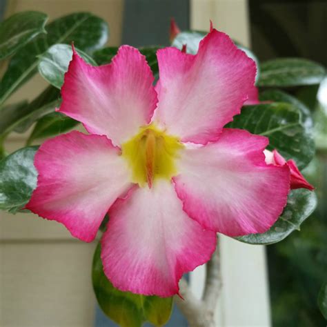 Adenium Obesum Desert Rose Mid Valley Trees