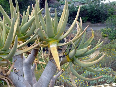 Aloe Dichotoma Asphodelaceae Image At Phytoimages Siu Edu