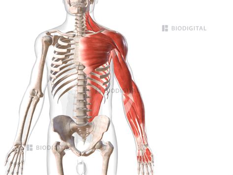 muscles  left upper limb biodigital anatomy