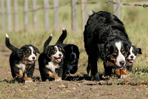 Sorun suçlayan kimse modernizasyon hunde babys bilder hayranlık