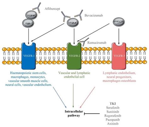 Ijms Free Full Text Vascular Endothelial Growth Factor A Key Modulator Of The Anti Tumor