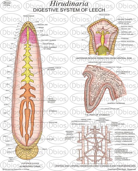 CH 343a Leech Digestive | Dbios Charts