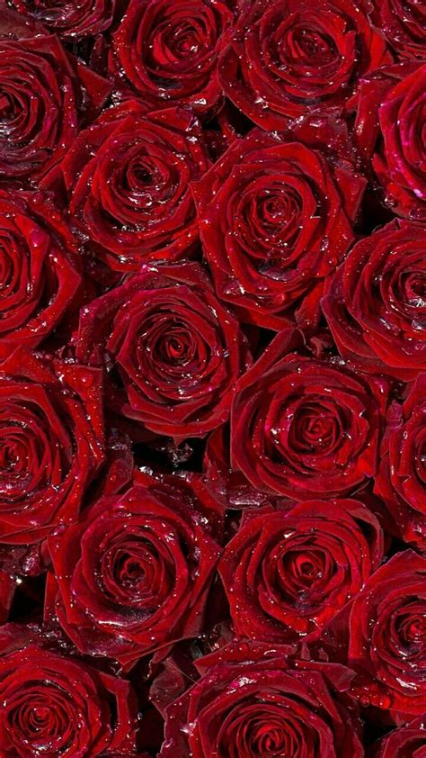 Pin Di Asia Fumarola Su Rose Rose Rosse Sfondo Rosso Sfondi Per