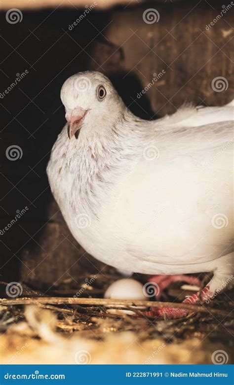 Ovos Para Incubação Pombo Ovos Para Incubação No Ninho Pombo Ovo