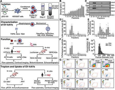 Extracellular Vesicle Encapsulated Aavs For Therapeutic Gene Delivery