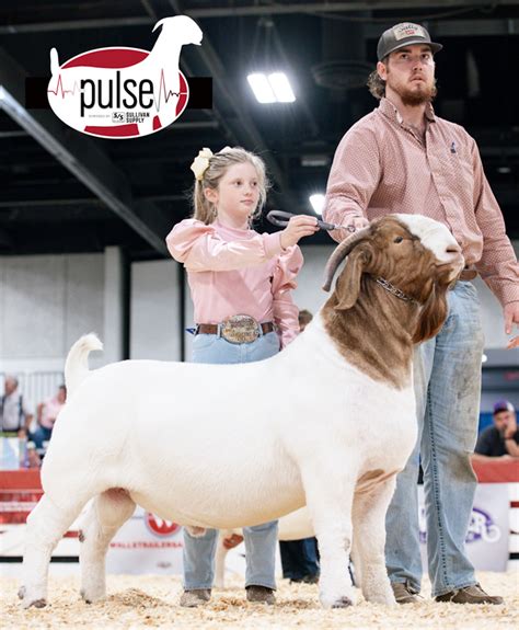 American Boer Goat National Show Open Fullblood Bucks The Pulse