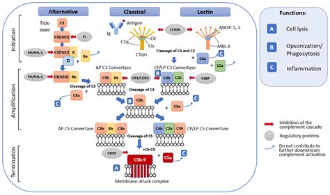 Biomolecules Free Full Text The Role Of The Complement System In