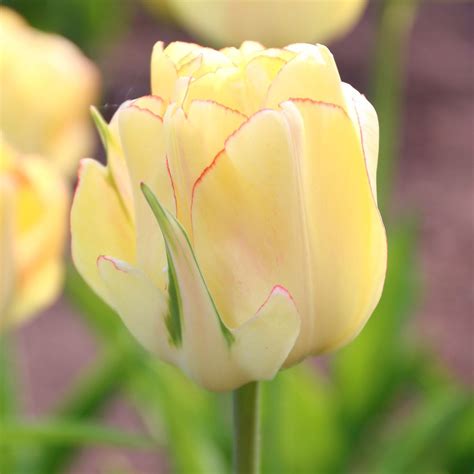 Tulip Fringed Maja 10 Bulbs Longfield Gardens