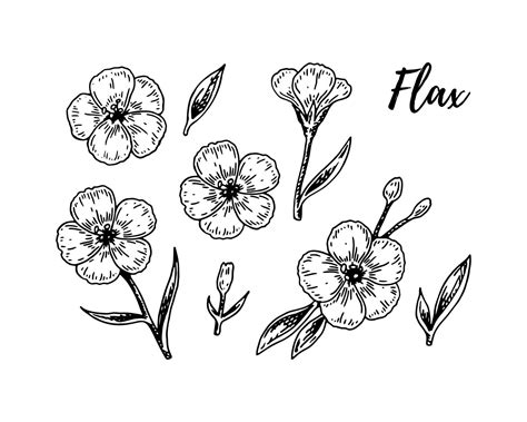 Ensemble De Fleurs De Lin Dessin S La Main Illustration Vectorielle