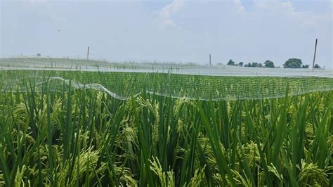 Kerugian Tak Bisa Diklaim Petani Cirebon Diimbau Waspada Serangan