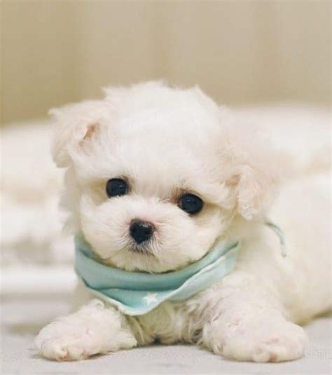 Teacup Puppies Maltese