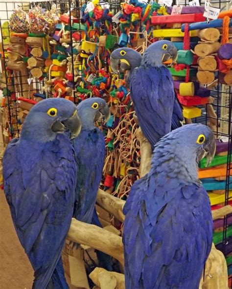 Hyacinth Macaw Personality, Food & Care