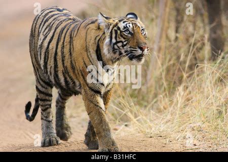 Tiger Crossing Wild Bengal Tigress And Cubs Crossing A Forest Road In