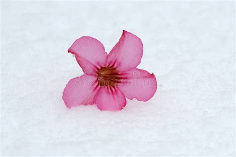 Rode Bloem In De Sneeuw Cameliajaponica Stock Afbeelding Image Of