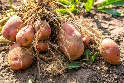 potato tuber  harvesting stock image image  fruit closeup