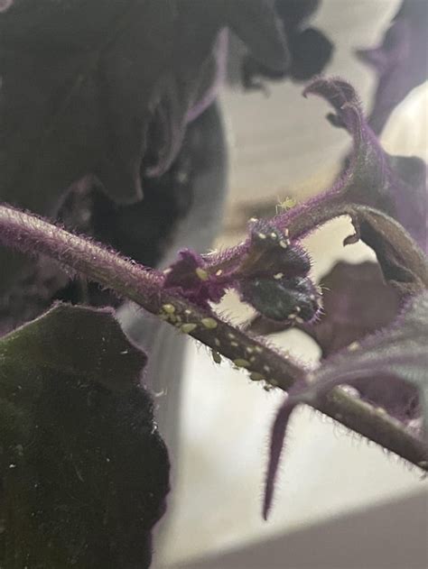 What Are These Annoying Bugs On My Purple Passion I Wiped Them Off With Water About A Week Ago