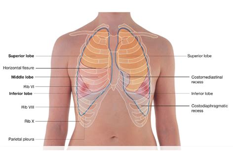 Surface Anatomy of Lungs - Gideon-has-Grimes