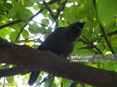 295 Black Crow Bird Stock Photos High Res Pictures And Images Getty