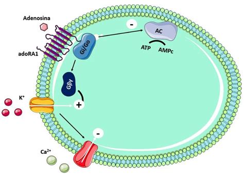 Adenosina Mecanismo De A O Braincp