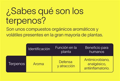 The Beemine Lab ¿sabes Qué Son Los Terpenos 🪴 Milled