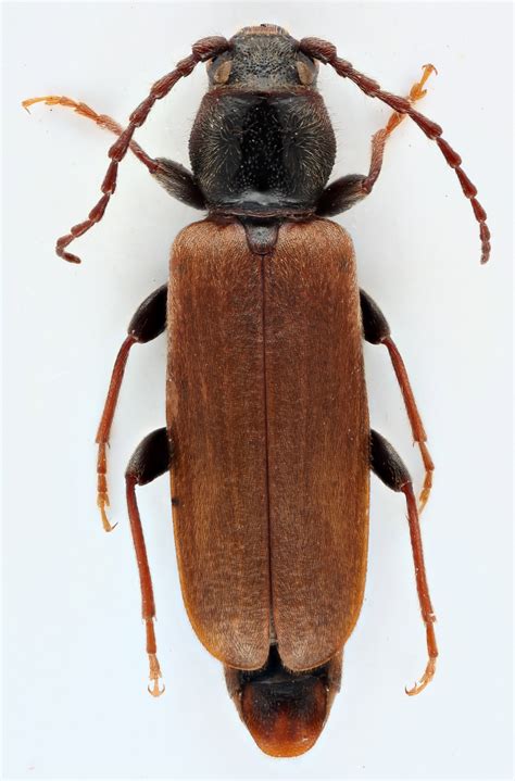 Tetropium | CerambycID