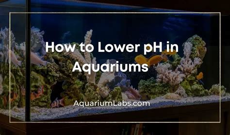 How To Lower Ph In Aquarium Fish Tanks Safe Methods Only