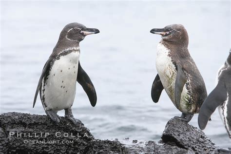 Galapagos Penguins Spheniscus Mendiculus Photo Bartolome Island